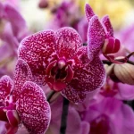 was-sie-mit-ihrer-orchidee-falsch-machen-gaertnerin-nennt-6.webp.webp
